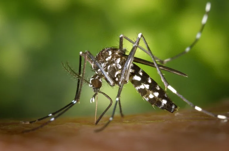 Colonisation de la commune de Massat par le moustique tigre Aedes Albopictus